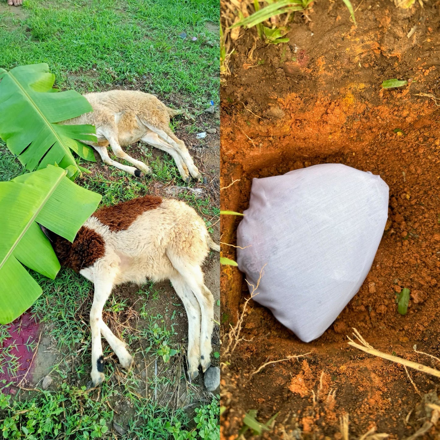 Aqiqah (Mecca & Indonesia)